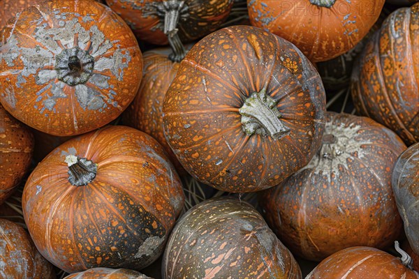 Orange spotted pumpkins at market. Generative Ai, AI generated