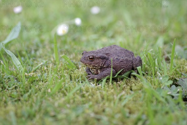 Common toad (Bufo Bufo), female, frog, grass, close-up of a toad in the garden