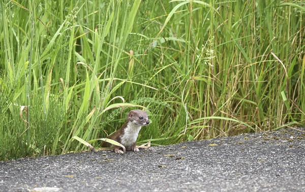 Weasel by the wayside, Schleswig-Holstein, Germany, Europe