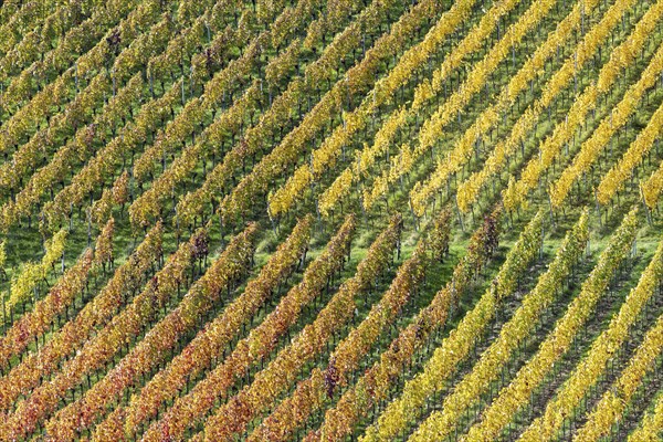 Vineyards in autumn, Rotenberg, Stuttgart, Baden-Württemberg, Germany, Europe