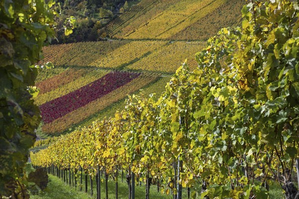 Vineyards in autumn, Rotenberg, Stuttgart, Baden-Württemberg, Germany, Europe