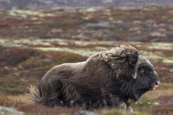 Musk ox (Ovibos moschatus), adult animal, running, autumn, Dovrefjell National Park, Norway, Europe
