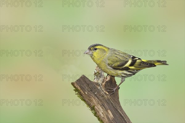 Eurasian siskin (Carduelis spinus), male sitting on a branch overgrown with moss, Wilnsdorf, North