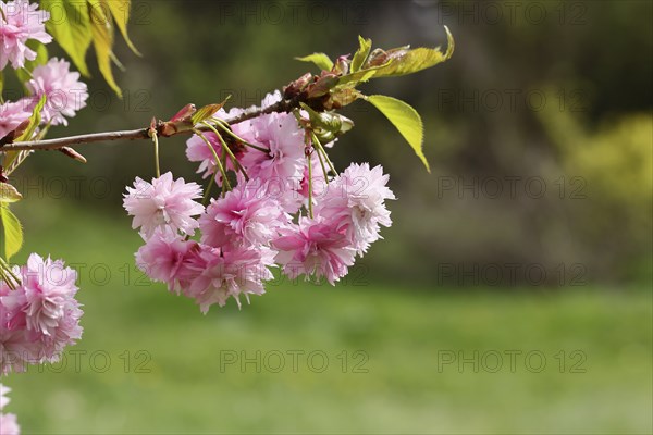 Japanese cherry (Prunus serrulata), branch with pink flowers, Wilnsdorf, North Rhine-Westphalia,