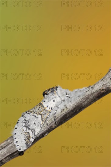 Sallow kitten moth (Furcula furcula), North Rhine-Westphalia, Germany, Europe