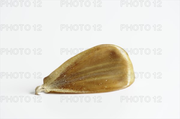 Common beech (Fagus sylvatica), beechnut on a white background