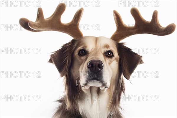 Dog with reindeer Christmas costume antlers on white background. KI generiert, generiert AI