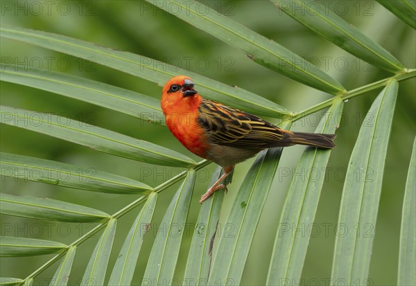 Red fody (Foudia madagascariensis), male, sitting on a palm tree, occurring in Madagascar, captive