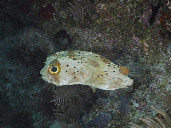 A small pufferfish with large eyes, brown spotted hedgehogfish (Diodon holocanthus), in its natural