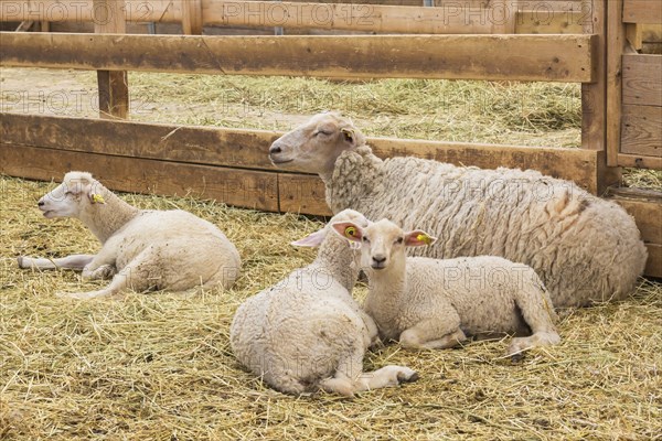 Arcott Rideau lambs in sheep pen being bred and raised for meat, Quebec, Canada, North America
