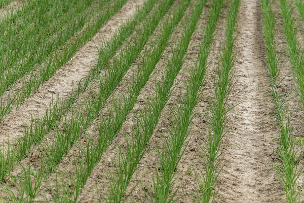 Young leek in field, (Allium porrum), Baden-Württemberg, Germany, Europe