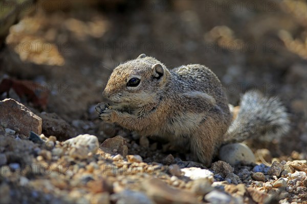 Antelope gopher, (Ammospermophilus harrisii), adult, on tree, foraging, Sonoran Desert, Arizona,