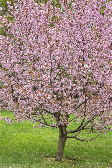 Prunus nipponica var. kurilensis, Japanese Alpine Cherry tree in Japanese Garden in spring,