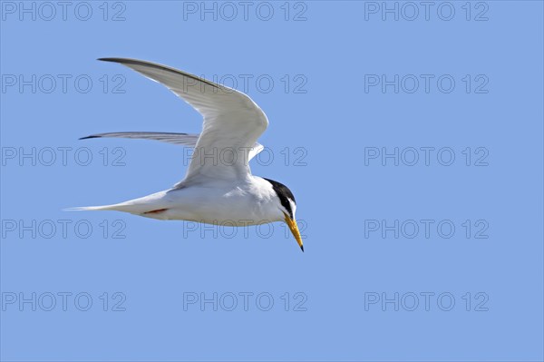 Little tern (Sternula albifrons, Sterna albifrons) in breeding plumage in flight against blue sky