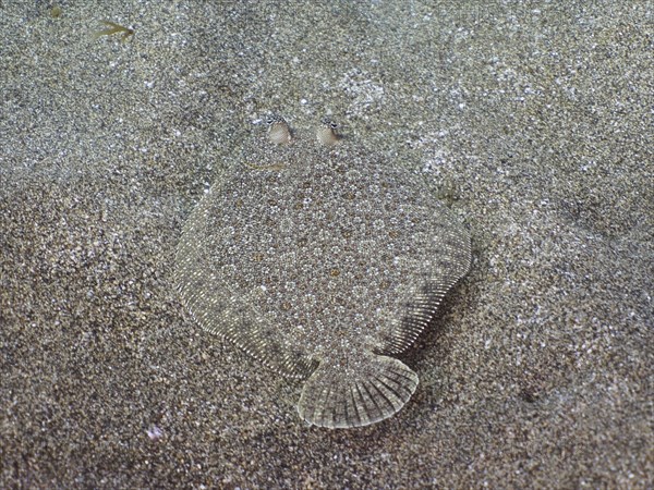Wide-eyed turbot (Bothus podas maderensis), flounder perfectly camouflaged on a sandy seabed. Dive