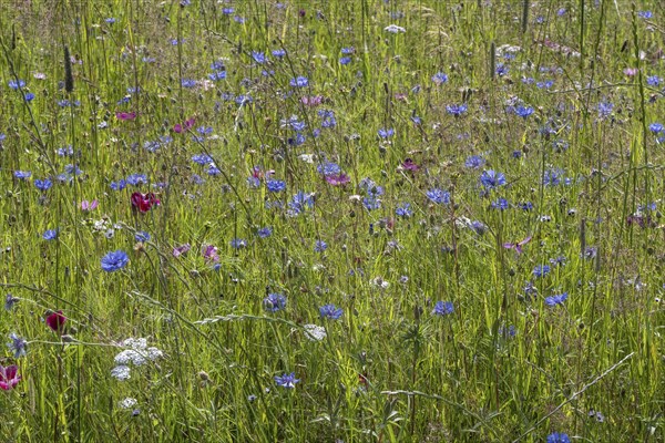 Flower meadow with cornflowers (Centaurea cyanea) and cosmos (Cosmos), Emsland, Lower Saxony,