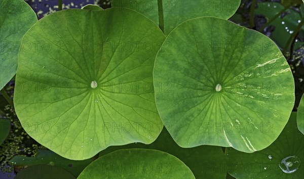 Close-up of two large, green water lily pads in the pond, creating a fresh and lively atmosphere,
