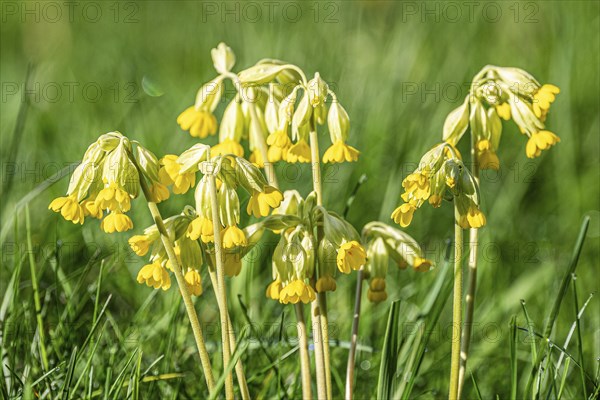 Meadow cowslip (Primula veris), Common cowslip, flowering, Thuringia, Germany, Europe