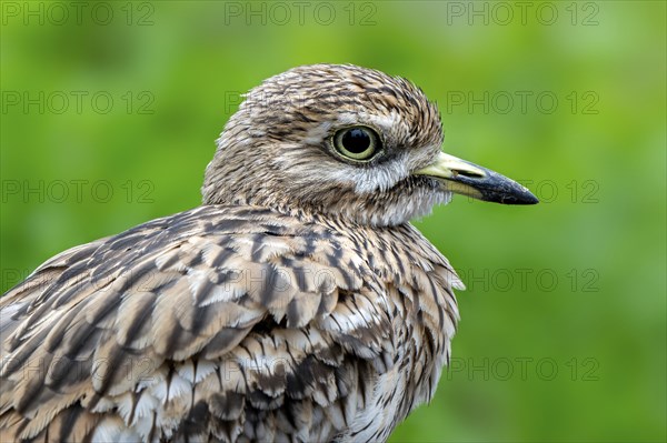 Eurasian stone-curlew, Eurasian thick-knee (Burhinus oedicnemus) close-up portrait