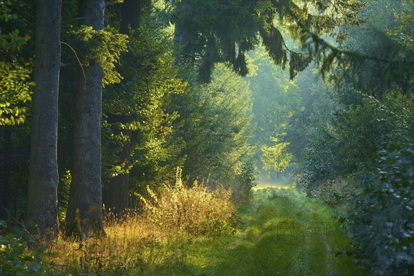 Picturesque forest path with bright sunbeams and lush greenery, a peaceful nature picture,