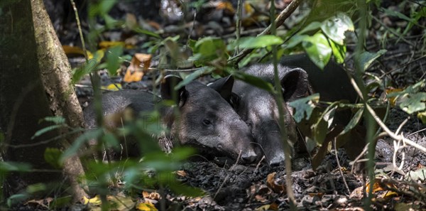 Baird's tapir (Tapirus bairdii), mother with young, lying asleep in the rainforest, Corcovado
