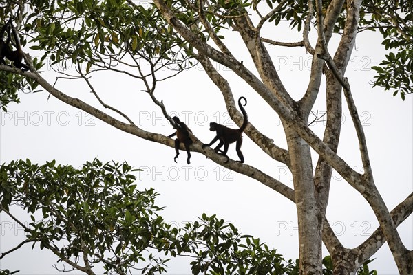 Geoffroy's spider monkey (Ateles geoffroyi), two monkeys in a tree, Sirena, Corcovado National
