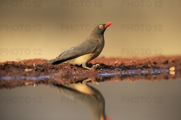 Red-billed oxpecker (Buphagus erythrorhynchus), adult, at the water, alert, Kruger National Park,