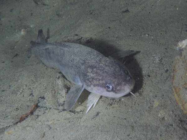 Close-up of a grey fish, burbot (Lota lota), rudd, on the sand in an underwater environment. Dive