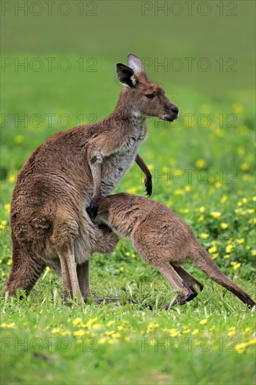Kangaroo Island grey kangaroo (Macropus fuliginosus fuliginosus), young animal, Kangaroo Island,