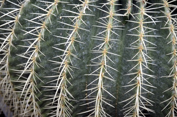 Golden globe cactus, Echinocactus grusonii, mother-in-law's chair, Mexico, Central America