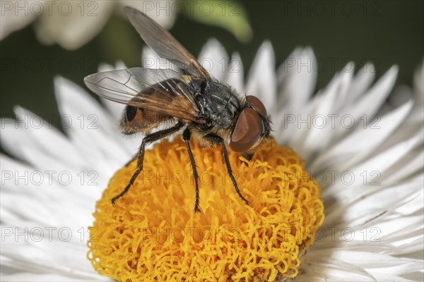 Gold shield fly (Phasia aurigera), female on a white immortelle (Xerochrysum bracteatum) with