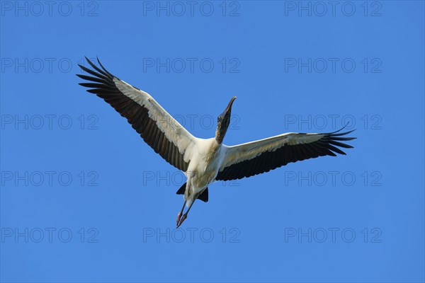 Wood Stork (Mycteria americana), with outstretched wings flying through a clear blue sky,