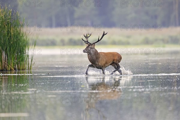 Red deer (Cervus elaphus) stag crossing pond in the mist at forest's edge during the rut in autumn,