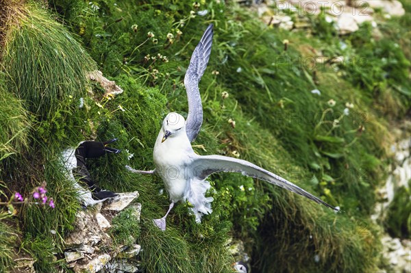 Northern Fulmar, Fulmarus glacialis, bird on the cliff, Bempton Cliffs, North Yorkshire, England,