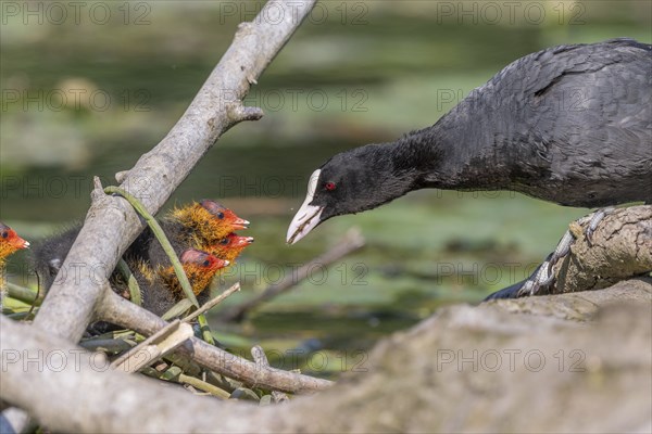 Eurasian burbot (Fulica atra) feeding its chicks. Bas Rhin, Alsace, France, Europe