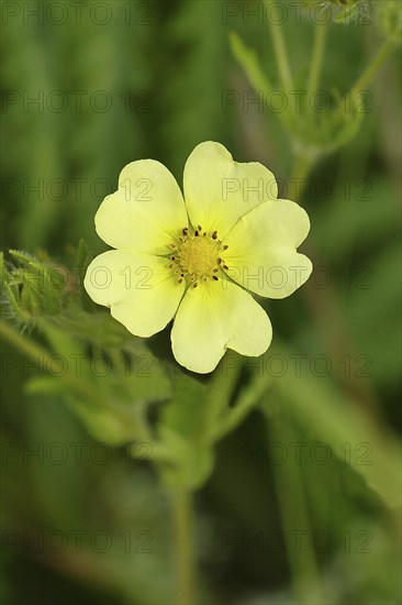 Golden cinquefoil (Potentilla aurea), yellow flower, medicinal plant, on a forest path, Wilnsdorf,