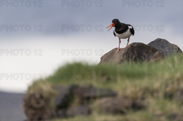 Oystercatcher (Haematopus ostralegus) standing on stone, Hvalfjörður, Iceland, Europe