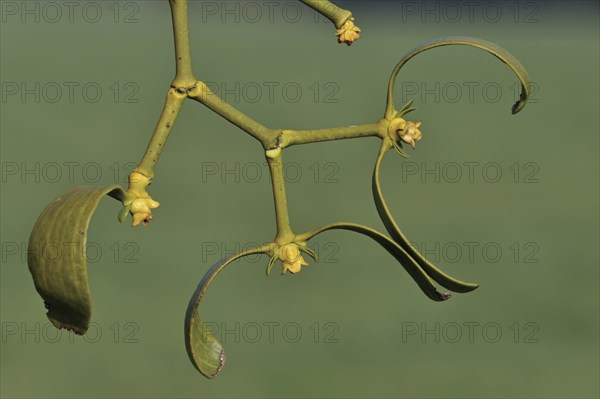 European Mistletoe (Viscum album) close-up, Luxembourg, Europe