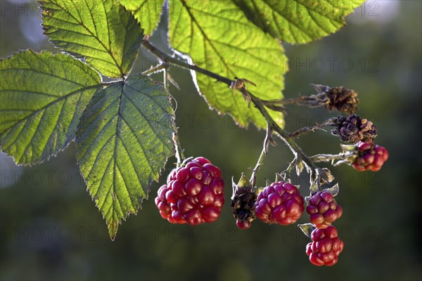 Berries and leaves of blackberry (Rubus fruticosus)