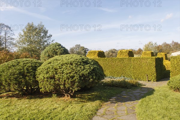 Cottage garden with green lawn, trees, hedges, trimmed bushes and large mountain pines. Modern