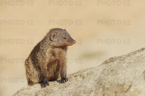 Banded mongoose (Mungos mungo), captive, occurrence in Africa