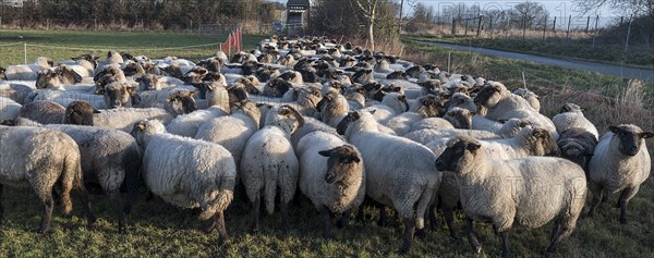 Black-headed domestic sheep (Ovis gmelini aries) penned for loading on the pasture in the early