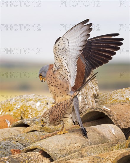 Lesser kestrel (Falco naumanni) male, female, pair, mating, courtship, Toledo, Spain, Europe