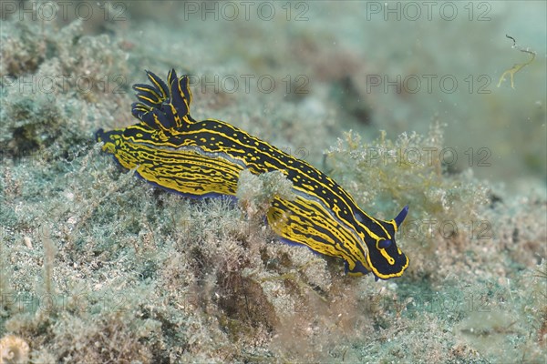 A yellow-violet striped star snail (Felimare Picta) under water. Dive site El Cabron marine