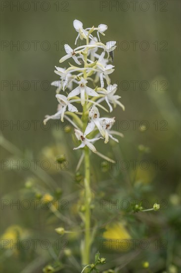Lesser butterfly-orchid (Platanthera bifolia), Emsland, Lower Saxony, Germany, Europe