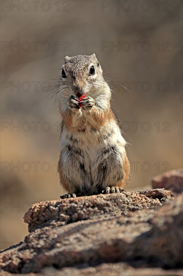Antelope gopher, (Ammospermophilus harrisii), adult, on tree, foraging, Sonoran Desert, Arizona,