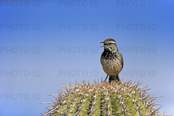Cactus wren (Campylorhynchus brunneicapillus), adult, on saguaro cactus, singing, calling, Sonoran