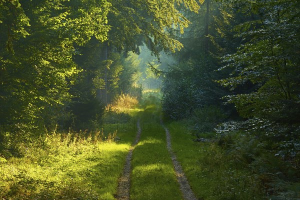 Picturesque forest path with bright sunbeams and lush greenery, a peaceful nature picture,