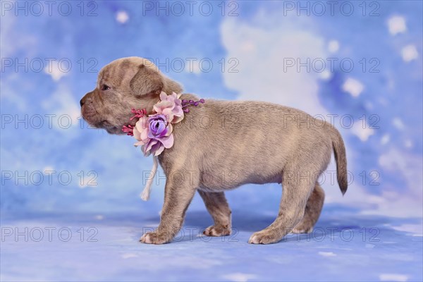 Example of responsible breeding of a French Bulldog dog puppy with healthy long nose and tail