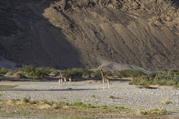 Angola giraffes (Giraffa camelopardalis angolensis) in the Hoanib dry river, Kaokoveld, Kunene